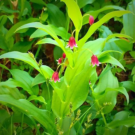 Streptopus lanceolatus in bloom, picture taken on Dude Mountain Trail in Alaska Streptopus lanceolatus blooms.jpg