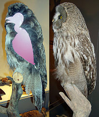 Poprečni presjek jedinke pokazuje količinu perja (Zoološki muzej u Copenhagenu)
