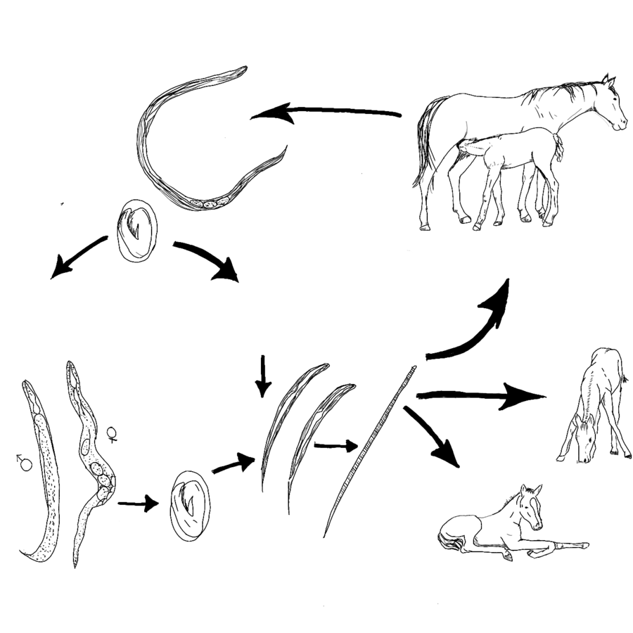 Strongyloides Westeri. Цикл развития угрицы кишечной. Оксиуроз лошадей цикл развития. Стронгилоидес жизненный цикл.