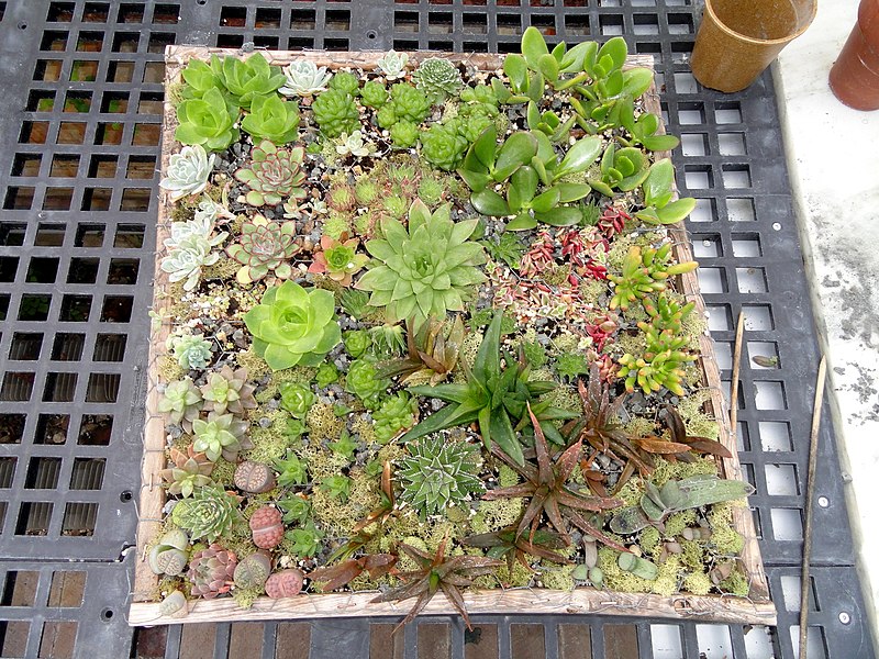 File:Succulent display - Talcott Greenhouse - Mount Holyoke College - DSC04549.JPG