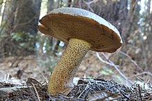 Suillus fuscotomentosus 387761.jpg