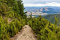 * Nomination Summit Track to Mt Thomas, Mount Thomas Forest Conservation Area --Podzemnik 04:20, 10 July 2020 (UTC) * Promotion  Support Good quality.--Agnes Monkelbaan 04:40, 10 July 2020 (UTC)
