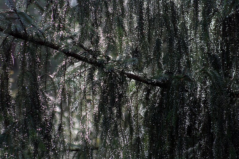 File:Sun-lit raindrops in GGP.jpg