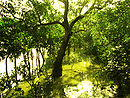 Sundarbans 02.jpg