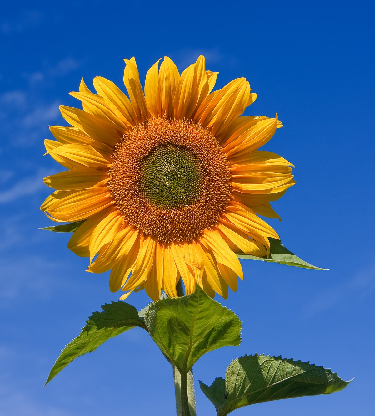 Common sunflower - Wikipedia