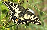 Thumbnail for List of butterflies of Menorca