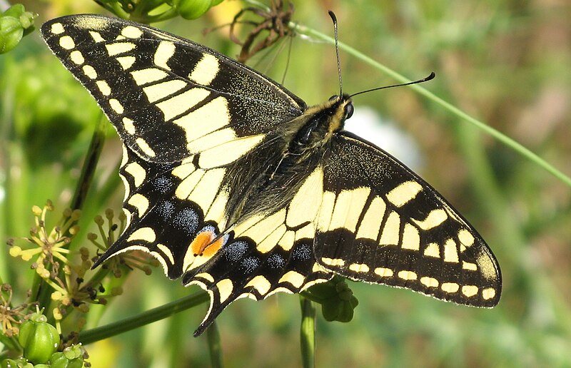 File:Swallowtail menorca.jpg