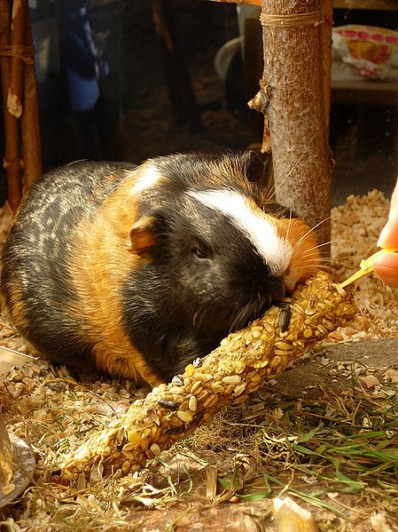 File:Swinka morska Cavia porcellus.jpg