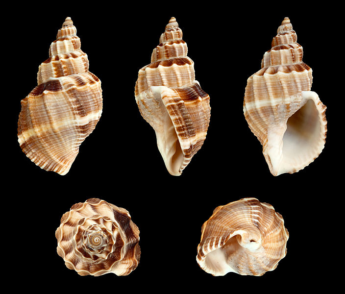 File:Sydaphera spengleriana 02.JPG