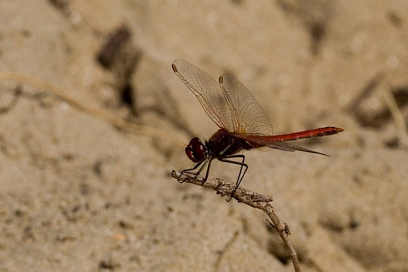 File:Sympetrum fonscolombii-01 (xndr).jpg