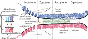 Schematic of the synaptonemal complex at different stages during Prophase I Synaptonemal Complex.svg