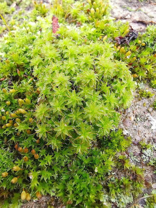 Syntrichia caninervis