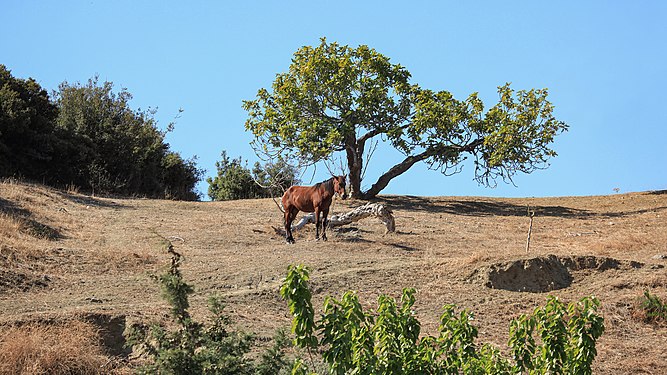 lonely horse in Şirince, near Selçuk, Turkey