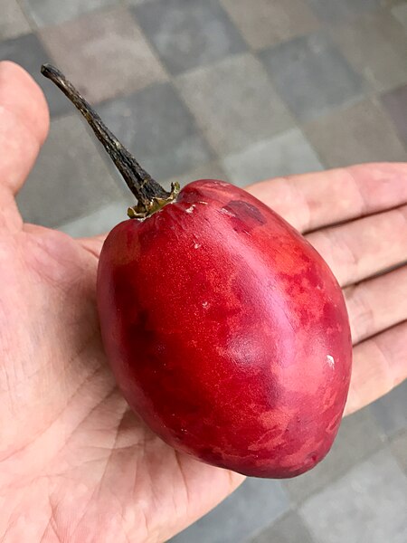 File:Tamarillo = tomate de árbol (Solanum betaceum = Cyphomandra betacea) (45558963531).jpg