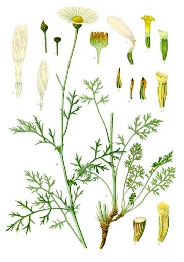 Tanacetum cinerariifolium