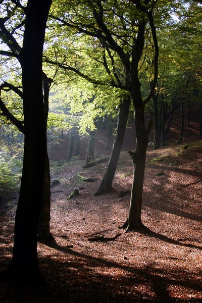 File:Tandle Hill Woods.jpg