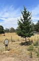 English: An oak tree Quercus robur, replacing an earlier tree planted on the wedding date of Edward VII of the United KIngdom and Alexandra of Denmark in Barkly Parks in Taradale, Victoria