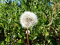 Pusteblume