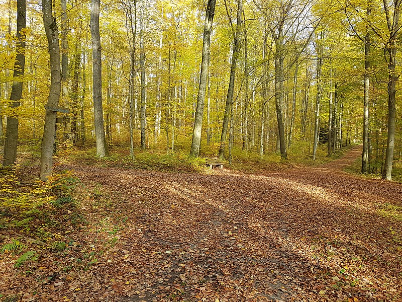 File:Tauberbischofsheim Wegkreuzungen Hüttenschlagweg Hambergweg - 4.jpg