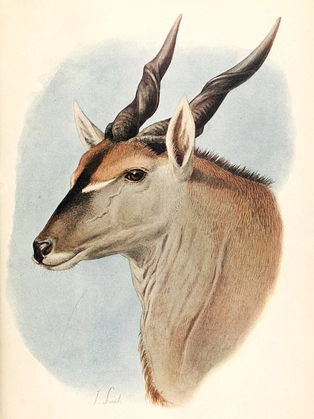 Taurotragus oryx pattersonianus by Joseph Smit (1907)