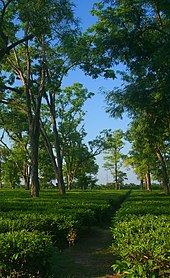 A tea garden in Assam: tea is grown at elevations near sea level, giving it a malty sweetness and an earthy flavor, as opposed to the more floral aroma of highland (e.g. Darjeeling, Taiwanese) teas TeaGardenOfAssam.jpg