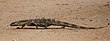 Terestrial leguaan (monitor lizard) di Kruger Park (20200668366).jpg