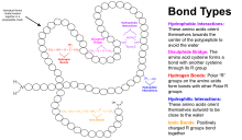 Третичната структура на белковината се состои од начинот на формирање на полипептид од комплексна молекуларна форма. Ова е предизвикано од интеракции на Р-групата како што се јонски и водородни врски, дисулфидни мостови и хидрофобни и хидрофилни интеракции.