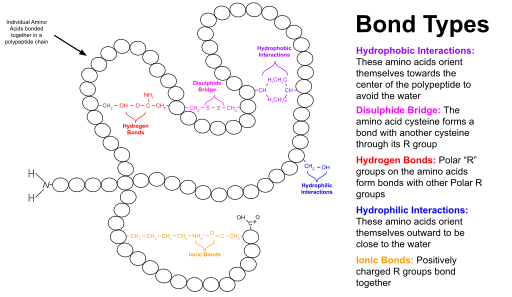 Tertiary Structure of a Protein
