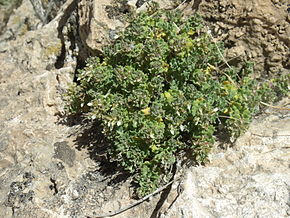 A Teucrium ramosissimum2.JPG kép leírása.