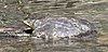 Texas spiny shoftshell turtle (Apalone spinifera emoryi), Brewster County, Texas