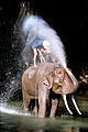 Mahoutas plauna dramblį (Tailandas)