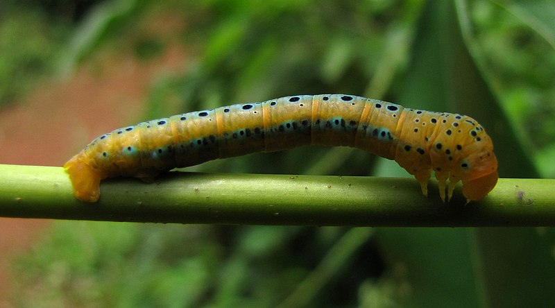 File:The Blue Tiger Moth (Dysphania percota) (7).JPG