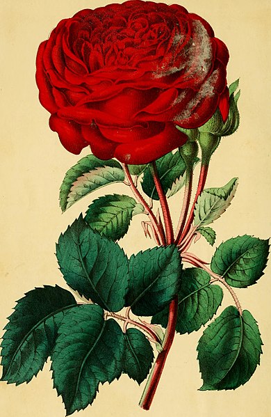 File:The Horticulturist and journal of rural art and rural taste (1860) (14762646964).jpg