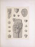 Miniatuur voor Bestand:The North American Crinoidea camerata (PLATE XLVI) (7401846226).jpg