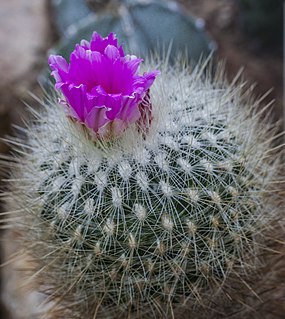 <i>Thelocactus macdowellii</i> Species of plant in the genus Thelocactus