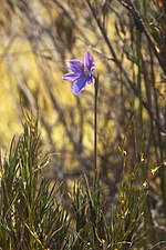 Miniatura para Thelymitra cyanea