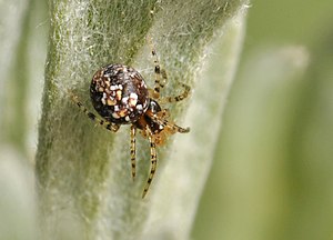 Theridion logan spider, North Logan, Utah. 19 April 2015..jpg