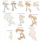 Therizinosauria pelvis diversity