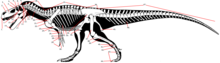 Labelled skeleton of Torvosaurus in lateral view: 1 premaxilla, 2 nasal, 3 maxilla, 4 lacrimal, 5 frontal, 6 sclerotic ring, 7 jugal, 8 postorbital, 9 parietal, 10 squamosal, 11 quadratojugal, 12 quadrate, 13 supraoccipital, 14 dentary, 15 surangular, 16 occiput, 17 angular, 18 cervical vertebrae, 19 cervical ribs, 20 furcula, 21 scapula, 22 coracoid, 23 sternum, 24 humerus, 25 radius, 26 ulna, 27 carpals, 28 metacarpals, 29 manus, 30 unguals, 31 dorsal vertebrae, 32 dorsal ribs, 33 gastralia, 34 ilium, 35 pubis, 36 sacrum, 37 femur, 38 tibia, 39 fibula, 40 astragalus, 41 tarsals, 42 metatarsals, 43 pes, 44 unguals, 45 ischium, 46 chevrons, 47 caudal vertebrae Theropod skeleton labelled.png