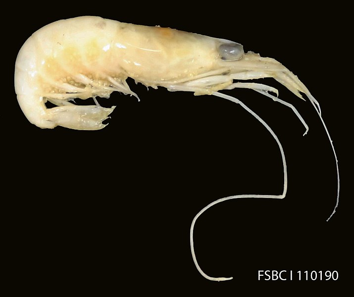 File:Thinfoot Night Shrimp (11355140516).jpg