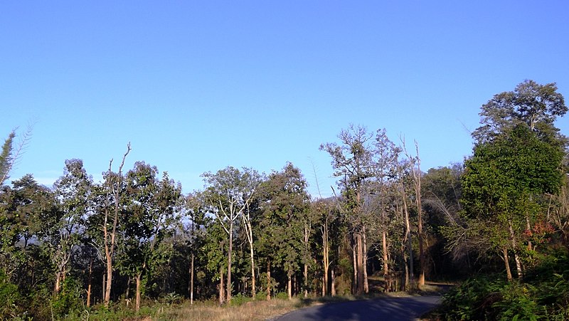 File:Thirunalley Reserve Forest, Wayanad - panoramio (15).jpg