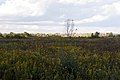 * Nomination Prairie at Three Creeks Metro Park --Sixflashphoto 04:01, 1 October 2017 (UTC) * Promotion Good quality. -- Johann Jaritz 04:32, 1 October 2017 (UTC)