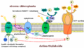 Thylakoid membrane (cs).png