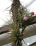 Miniatura para Tillandsia tenuifolia