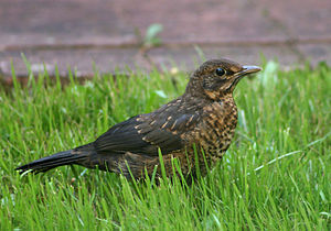 Turdus Merula: Generalidades, Morfología, Comportamiento