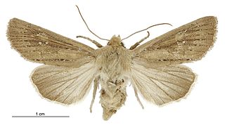 <i>Ichneutica phaula</i> Species of moth