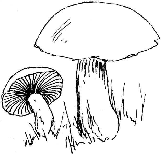 File:Toadstool (PSF).png