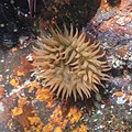 * Nomination Beadlet anemone (Actinia equina), Setúbal, Portugal --Poco a poco 06:00, 18 August 2020 (UTC) * Promotion  Support Good quality. --Stimoroll 04:38, 19 August 2020 (UTC)