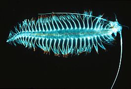 Tomopteris, un gusano planctonico segmentado con bioluminescencia[124]​