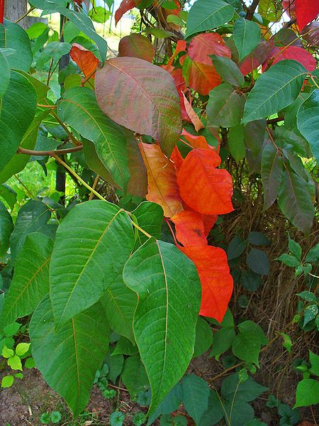 File:Toxicodendron radicans 002.JPG